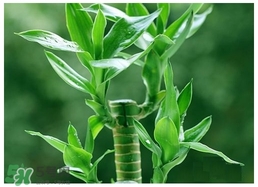 富貴竹葉子發(fā)黃怎么辦？富貴竹怎么養(yǎng)才能更旺盛？