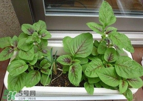 莧菜怎么種？莧菜如何種植