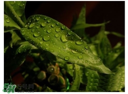 富貴竹葉子發(fā)黃怎么辦？富貴竹怎么養(yǎng)才能更旺盛？