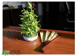 富貴竹葉子發(fā)黃怎么辦？富貴竹怎么養(yǎng)才能更旺盛？