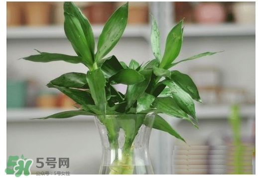 富貴竹葉子發(fā)黃怎么辦？富貴竹怎么養(yǎng)才能更旺盛？