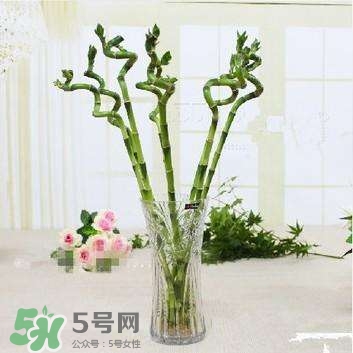 富貴竹有幾個品種？富貴竹有種子嗎？