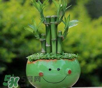 富貴竹可以和百合一起養(yǎng)嗎？富貴竹可以和什么花養(yǎng)？