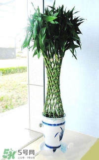 富貴竹有幾個品種？富貴竹有種子嗎？