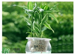 富貴竹葉子發(fā)黃怎么辦？富貴竹怎么養(yǎng)才能更旺盛？