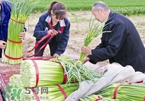 蒜苔頭能吃嗎？蒜苔頭可以吃嗎