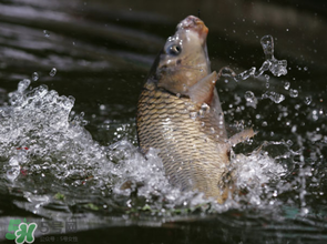 谷雨怎么釣魚(yú)？谷雨前后釣魚(yú)技巧