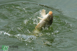 谷雨怎么釣魚(yú)？谷雨前后釣魚(yú)技巧