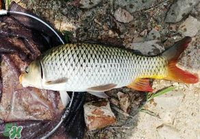 谷雨好釣魚嗎？谷雨釣魚用什么餌料？