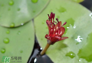 莼菜多少錢一斤？莼菜多少錢一斤2017？