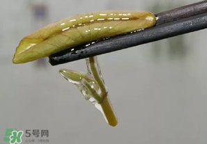莼菜多少錢一斤？莼菜多少錢一斤2017？