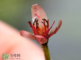 莼菜是什么菜？莼菜是荷葉嗎？