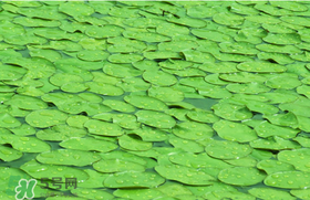 莼菜可以生吃嗎？莼菜怎么吃？