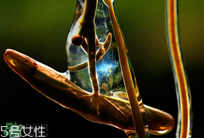 ?莼菜什么時節(jié)有？莼菜什么時候采摘？