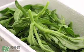 冰菜什么人不適宜吃？冰菜什么體質(zhì)不能吃？