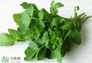 西洋菜是什么菜？西洋菜是什么樣的