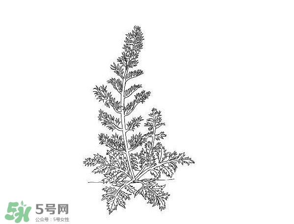 白蒿孕婦能吃嗎？孕婦可以吃白蒿嗎？