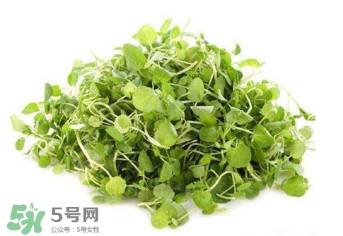 西洋菜怎么吃？西洋菜怎么做好吃