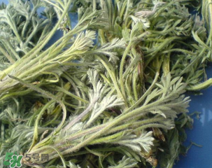 白蒿能治黃疸嗎？白蒿水可以治黃疸嗎？