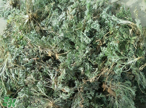 白蒿多少錢一斤？白蒿的價格