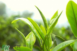 谷雨為什么喝谷雨茶？谷雨茶是什么茶？