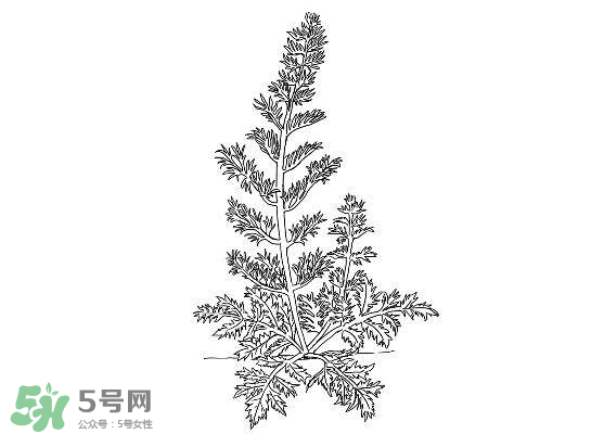 白蒿能生吃嗎？白蒿能不能生吃？