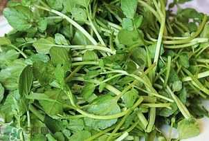 西洋菜是什么菜？西洋菜是什么樣的