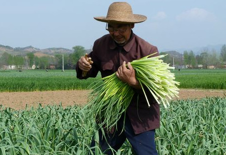 蒜苔是怎么長(zhǎng)出來(lái)的？蒜苔是大蒜長(zhǎng)出來(lái)的嗎