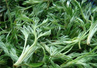 白蒿能治黃疸嗎？白蒿水可以治黃疸嗎？