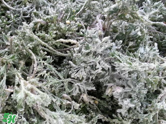 白蒿怎么做好吃？白蒿的做法