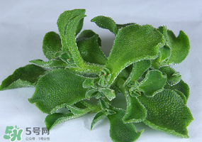 冰草可以放冰箱嗎？冰草能用冰塊保存嗎？