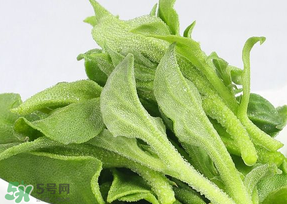 冰草可以放冰箱嗎？冰草能用冰塊保存嗎？
