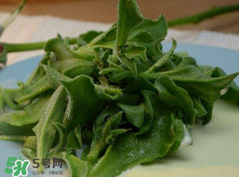 冰草多少錢一斤？非洲冰草多少錢一斤？