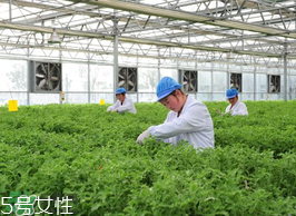 ?冰草為什么會酸？冰草為什么是酸的？