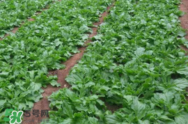 冰菜什么季節(jié)種植？冰菜怎么種植？