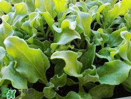 冰菜什么季節(jié)種植？冰菜怎么種植？