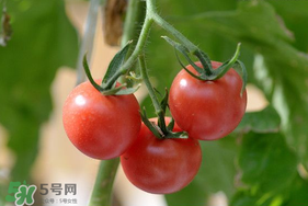 蝦爬子可以和西紅柿一起吃嗎？蝦爬和西紅柿能一起吃嗎？