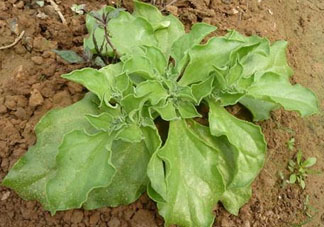 冰菜什么季節(jié)種植？冰菜怎么種植？