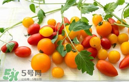 圣女果是轉基因的嗎？圣女果轉基因食品嗎