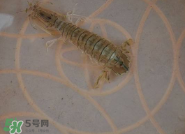 蝦爬子怎么保存？蝦爬子怎么保存才新鮮？