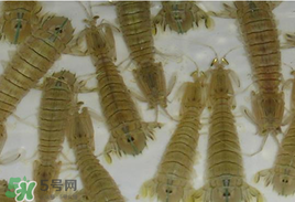 蝦爬子怎么保存？蝦爬子怎么保存才新鮮？