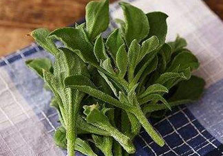 吃冰菜有什么好處？冰菜吃了有什么好處？
