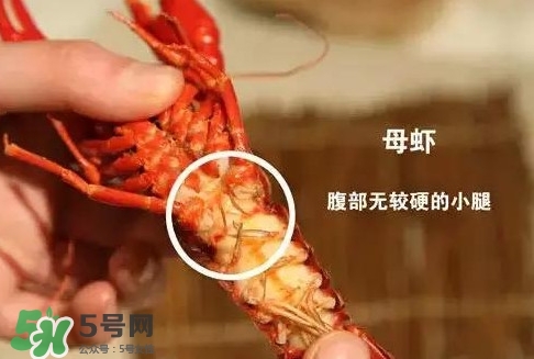 蝦子怎么吃？蝦子的吃法