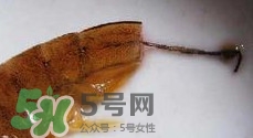 油燜大蝦怎么洗？油燜大蝦怎么清洗