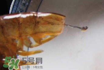 油燜大蝦怎么洗？油燜大蝦怎么清洗