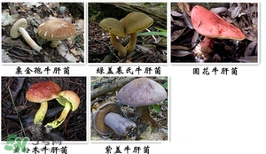 牛肝菌有毒嗎？有毒牛肝菌圖片