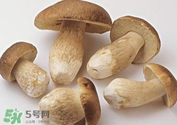 美味牛肝菌多少錢一斤？一斤牛肝菌多少錢？