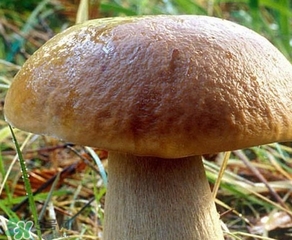 美味牛肝菌多少錢一斤？一斤牛肝菌多少錢？