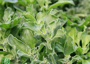 冰菜是什么菜？冰菜和冰草一樣嗎？
