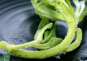 冰菜是什么菜？冰菜和冰草一樣嗎？